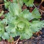 Saxifraga aquatica habit picture by Yoan MARTIN (cc-by-sa)