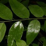 Phyllanthus skutchii leaf picture by Nelson Zamora Villalobos (cc-by-nc)