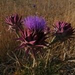 Cynara syriaca flower picture by Contented88 (cc-by-sa)