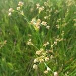 Juncus subnodulosus flower picture by consilliere (cc-by-sa)