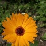 Calendula officinalis flower picture by Lori Frücke (cc-by-sa)