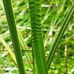 Carex atrata leaf picture by Pietro Brignoli (cc-by-sa)