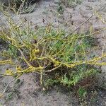 Solanum linnaeanum habit picture by José Manuel Bustillos (cc-by-sa)