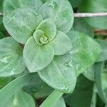 Theligonum cynocrambe leaf picture by Emmanuel Torquebiau (cc-by-sa)