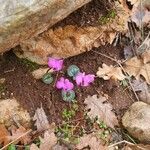 Cyclamen coum flower picture by Hasan Erkan (cc-by-sa)