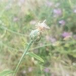 Centaurea diluta flower picture by nicolas daudé (cc-by-sa)