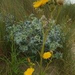 Sonchus arvensis habit picture by Jean-Pol Renoy (cc-by-sa)