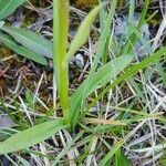 Dactylorhiza traunsteineri leaf picture by Clemens Coenen (cc-by-sa)