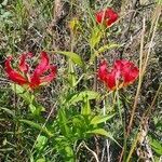 Gloriosa superba habit picture by susan brown (cc-by-sa)