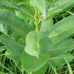 Asclepias sullivantii leaf picture by Christina P (cc-by-sa)