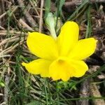 Narcissus rupicola flower picture by Diego Alex (cc-by-sa)