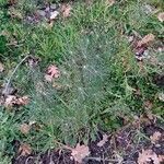 Lupinus angustifolius habit picture by Stefano Lazzaretti (cc-by-sa)