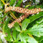 Alnus rubra flower picture by Maarten Vanhove (cc-by-sa)