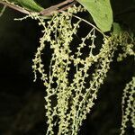 Dioscorea matagalpensis flower picture by Nelson Zamora Villalobos (cc-by-nc)