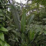 Heliconia longa habit picture by Nelson Zamora Villalobos (cc-by-nc)