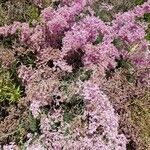 Limonium caesium flower picture by Miguel Moreno (cc-by-sa)