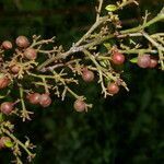 Davilla nitida fruit picture by Nelson Zamora Villalobos (cc-by-nc)