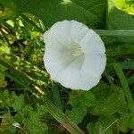 Calystegia sepium flower picture by Christoph Hafenrichter (cc-by-sa)