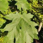 Acer macrophyllum leaf picture by mike Sprague (cc-by-sa)