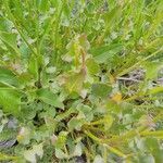 Rumex acetosella leaf picture by jean-michel lopez (cc-by-sa)