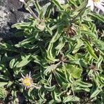 Aster alpinus leaf picture by Lejarazu Edorta (cc-by-sa)