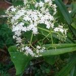 Sambucus canadensis flower picture by Michael Sullivan Michael Sullivan (cc-by-sa)