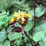 Ligularia dentata flower picture by John Falconer (cc-by-sa)