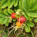 Rosa rugosa fruit picture by Eric klejnot (cc-by-sa)