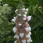 Digitalis lanata flower picture by Radoslav Marinkovic (cc-by-sa)