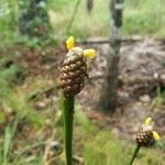 Eleocharis obtusa flower picture by Asha asha (cc-by-sa)