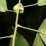 Cleidion castaneifolium fruit picture by Nelson Zamora Villalobos (cc-by-nc)