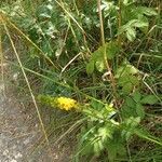 Agrimonia eupatoria flower picture by Fabienne R. (cc-by-sa)