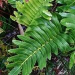 Blechnum marginatum leaf picture by Schnittler Martin (cc-by-sa)