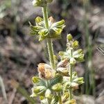 Salvia verbenaca fruit picture by Trap Hers (cc-by-sa)