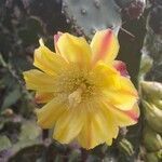 Opuntia monacantha flower picture by Laurent GUILLAUME (cc-by-sa)