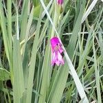 Gladiolus palustris flower picture by Patrice Luinaud (cc-by-sa)