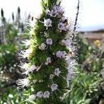 Echium hierrense flower picture by Jaime Diaz Pacheco (cc-by-sa)