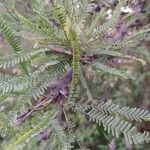 Prosopis nigra leaf picture by Giuseppetti Fernando (cc-by-sa)