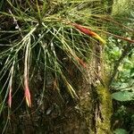 Tillandsia schiedeana leaf picture by Shehadi Ramiz (cc-by-sa)