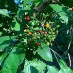 Psychotria carthagenensis fruit picture by Juan Carlos Ordonez (cc-by-sa)