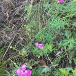 Dianthus deltoides habit picture by kafaktor (cc-by-sa)