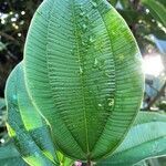 Blakea maurofernandeziana leaf picture by Nelson Zamora Villalobos (cc-by-sa)