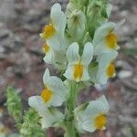 Linaria hirta flower picture by Manuel Portela (cc-by-sa)