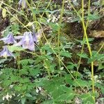 Aquilegia alpina leaf picture by Evelyne Marazzato (cc-by-sa)