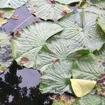 Nymphaea candida leaf picture by Terje Norli (cc-by-sa)