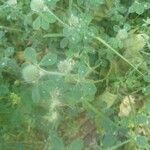 Trifolium hirtum habit picture by Manuel Barón (cc-by-sa)