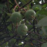 Sonneratia caseolaris fruit picture by Herwig Mees (cc-by-sa)