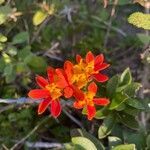 Epidendrum fulgens flower picture by Senger Mario (cc-by-sa)