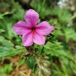 Geranium palmatum flower picture by Pestana João (cc-by-sa)