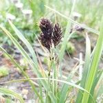 Carex atrata flower picture by Martin Allan (cc-by-sa)